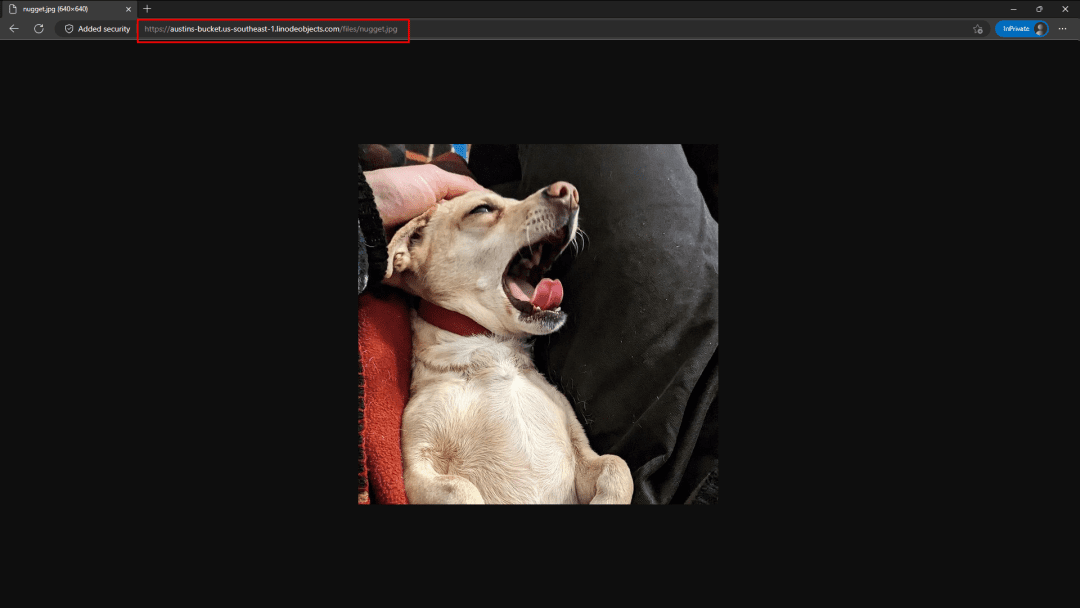 Screenshot of my browser showing a cute photo of Nugget making a big yawn, and there's a box highlighting the URL from Akamai Object Storage.
